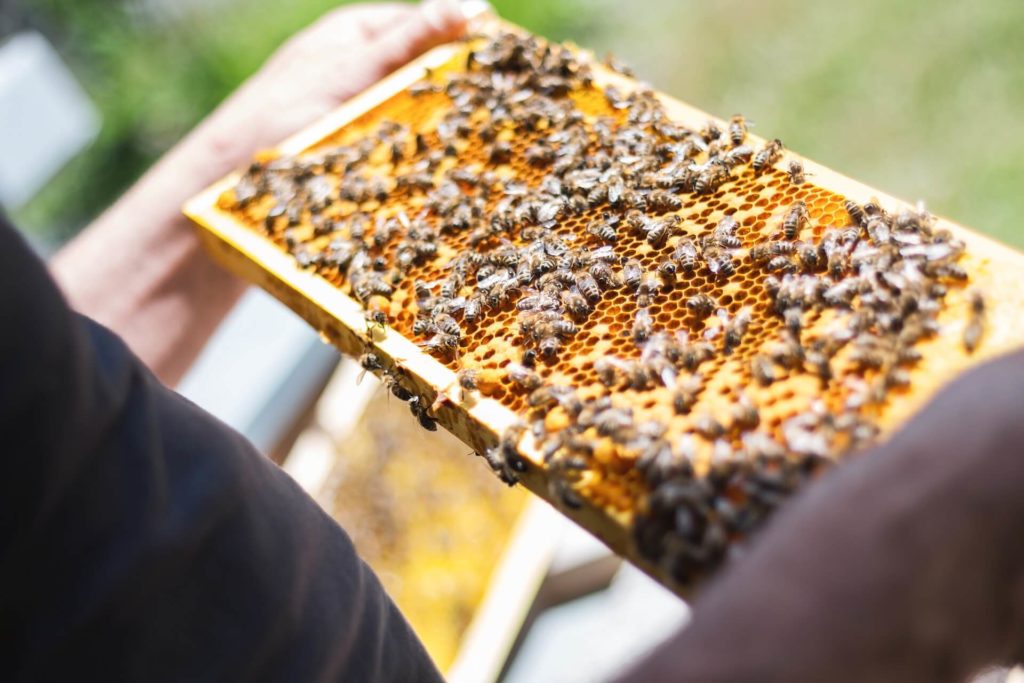a honeycomb with bees