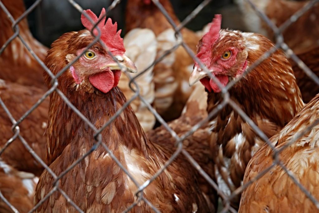 chickens in a pen