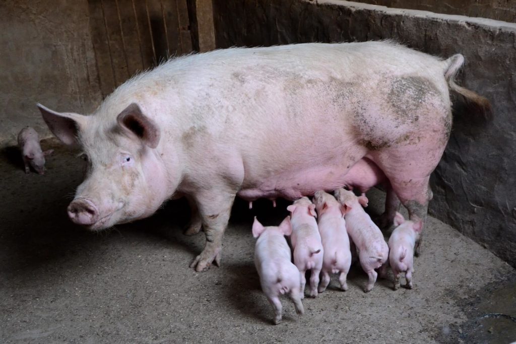 a sow with piglets