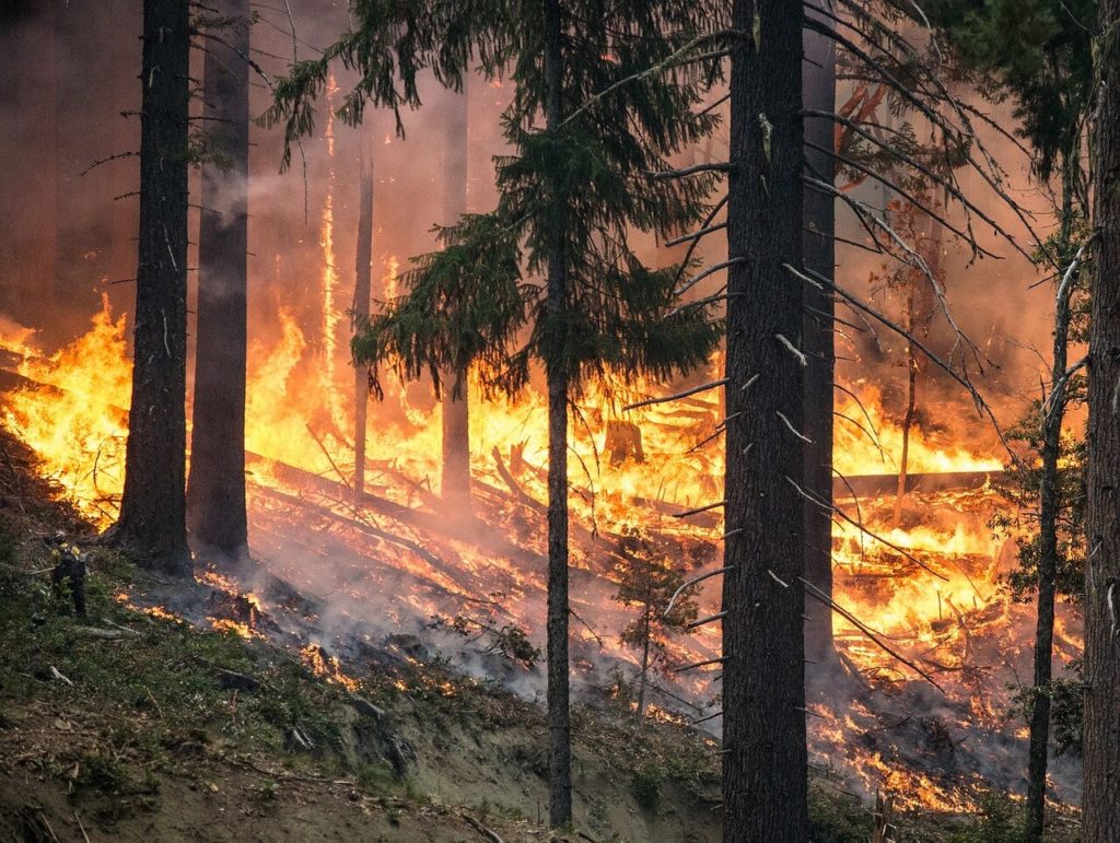 forest fire