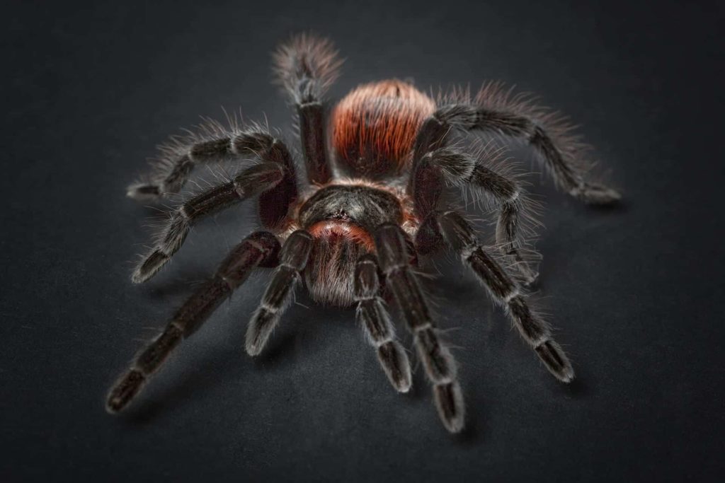 tarantula