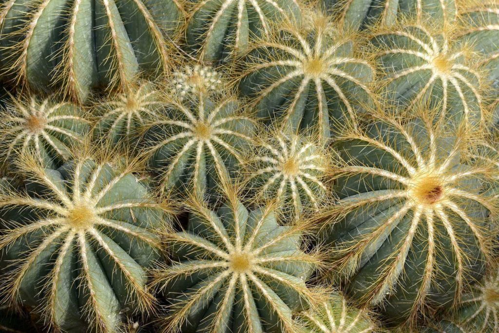 a bunch of cacti