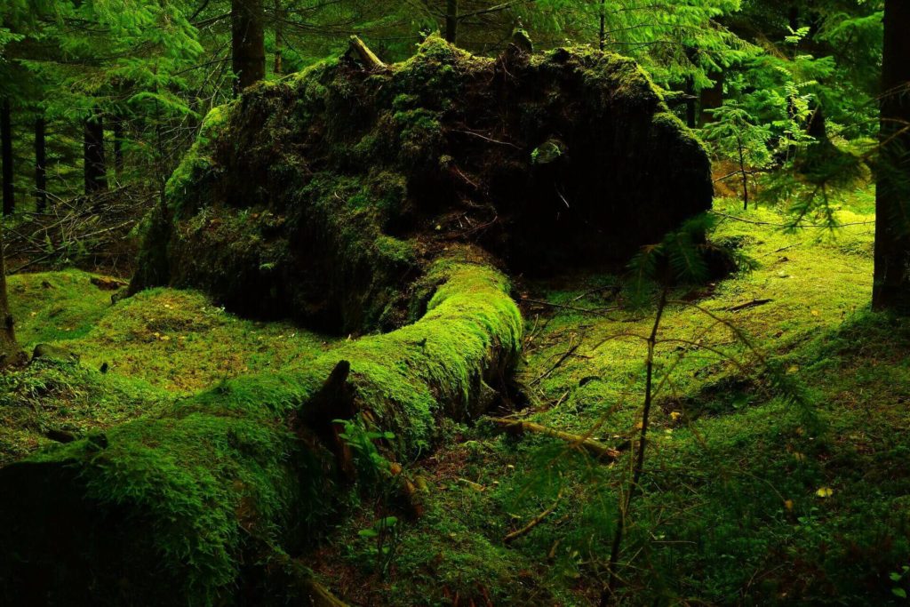 moss-covered forest