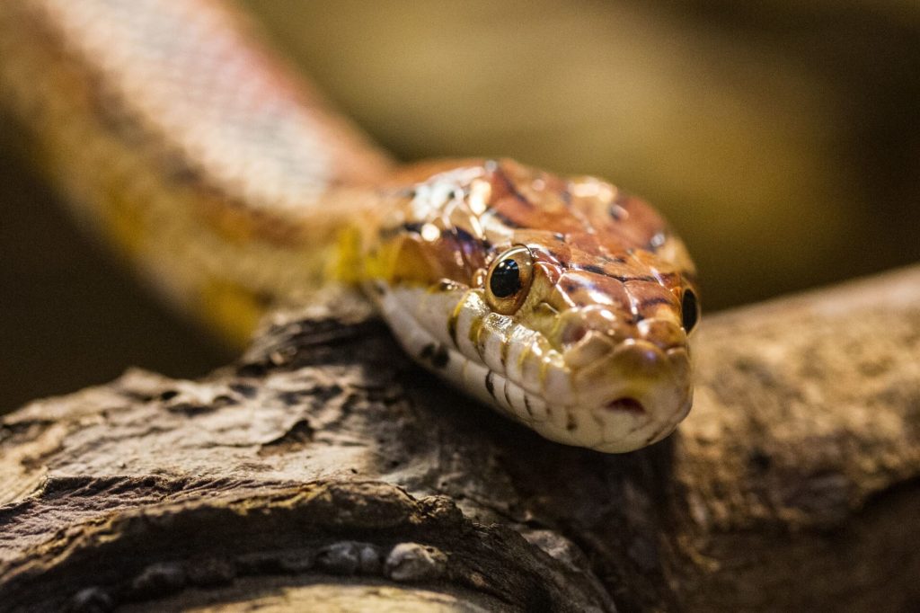 snake closeup