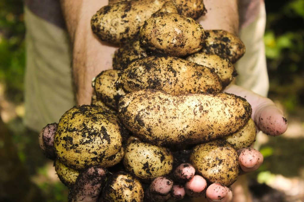 pile of potatoes
