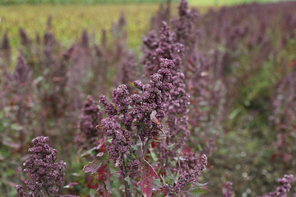 quinoa plant