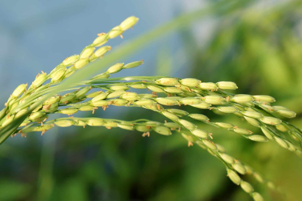 stalk of rice