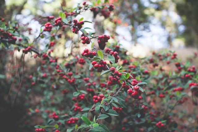 red berries growing in a branch