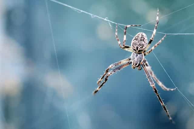 spider hanging from a web