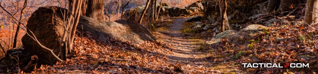 a dirt road filled with fallen leaves