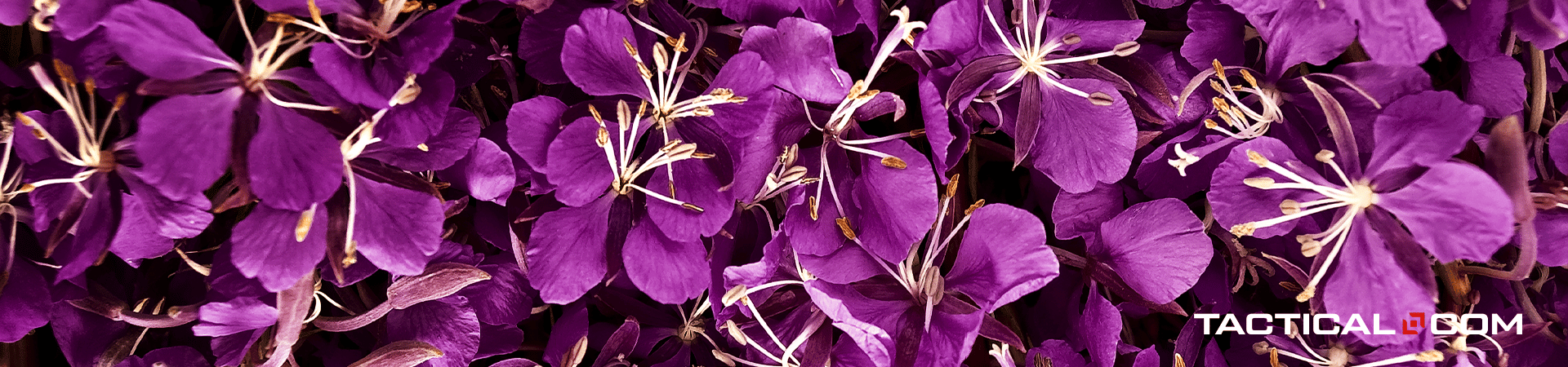 fireweed is one of the edible plants you can munch on