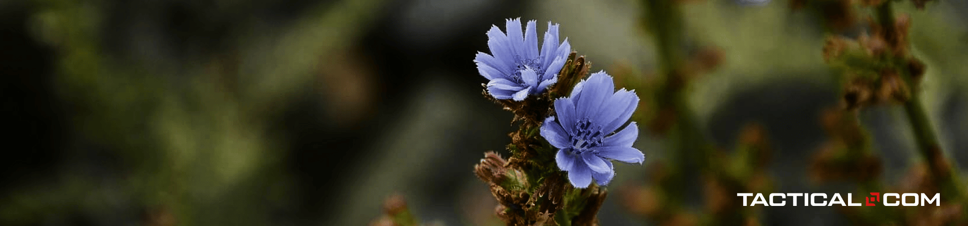 chicory flowers