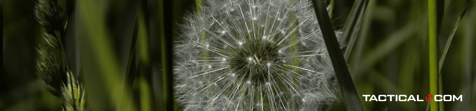 dandelion 