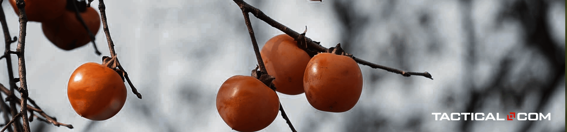 if you find persimmons in the wild, you can have something to eat