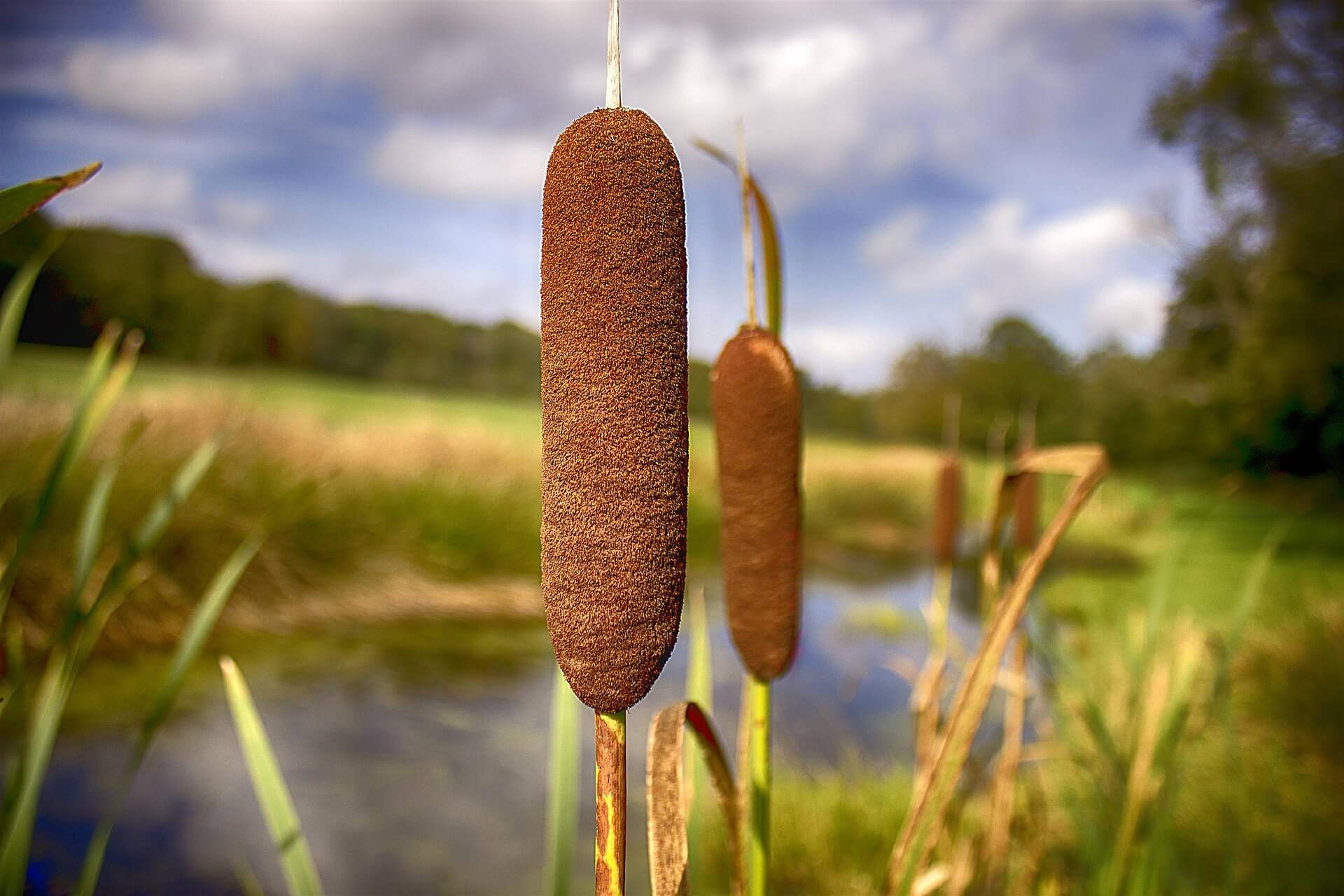 cattail plant by the stream