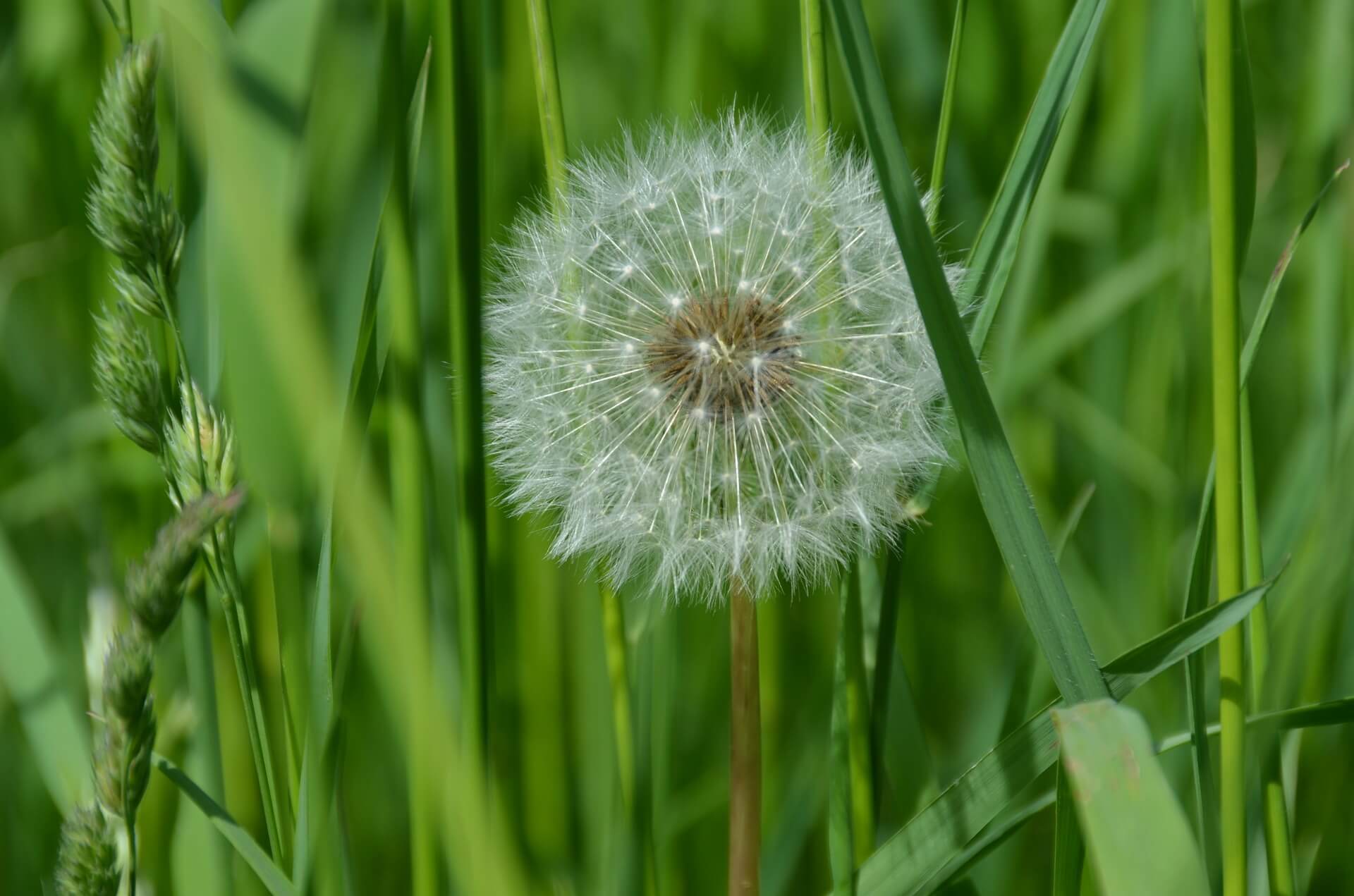 dandelion in a field