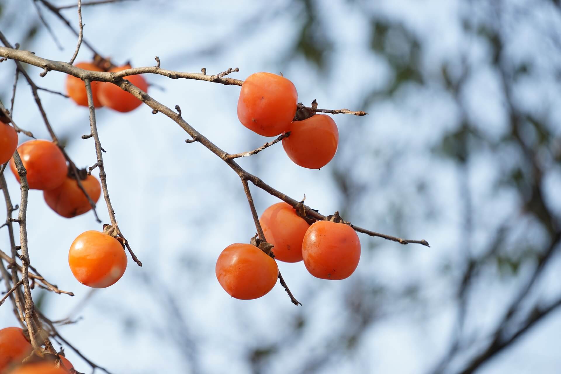 wild persimmons on a branch