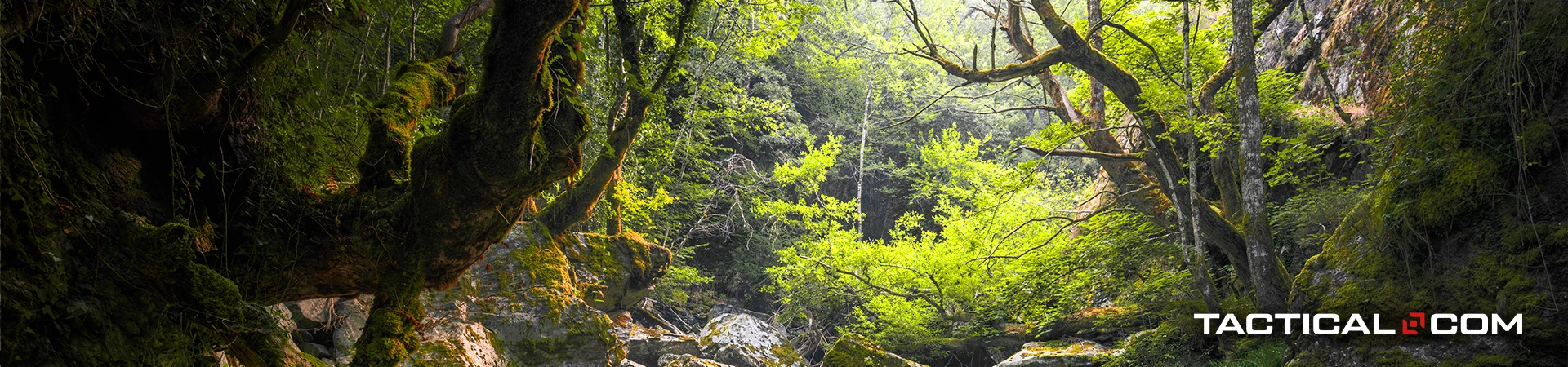 you can gather water from trees