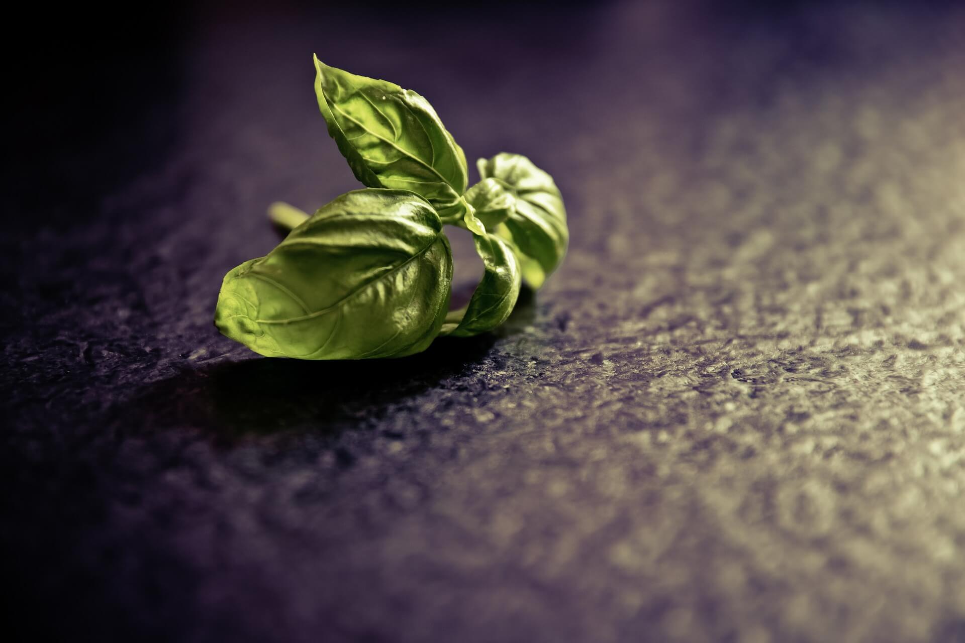 Grow Your Own Pharmacy: 5 Awesome Herbs For Your Survival Garden