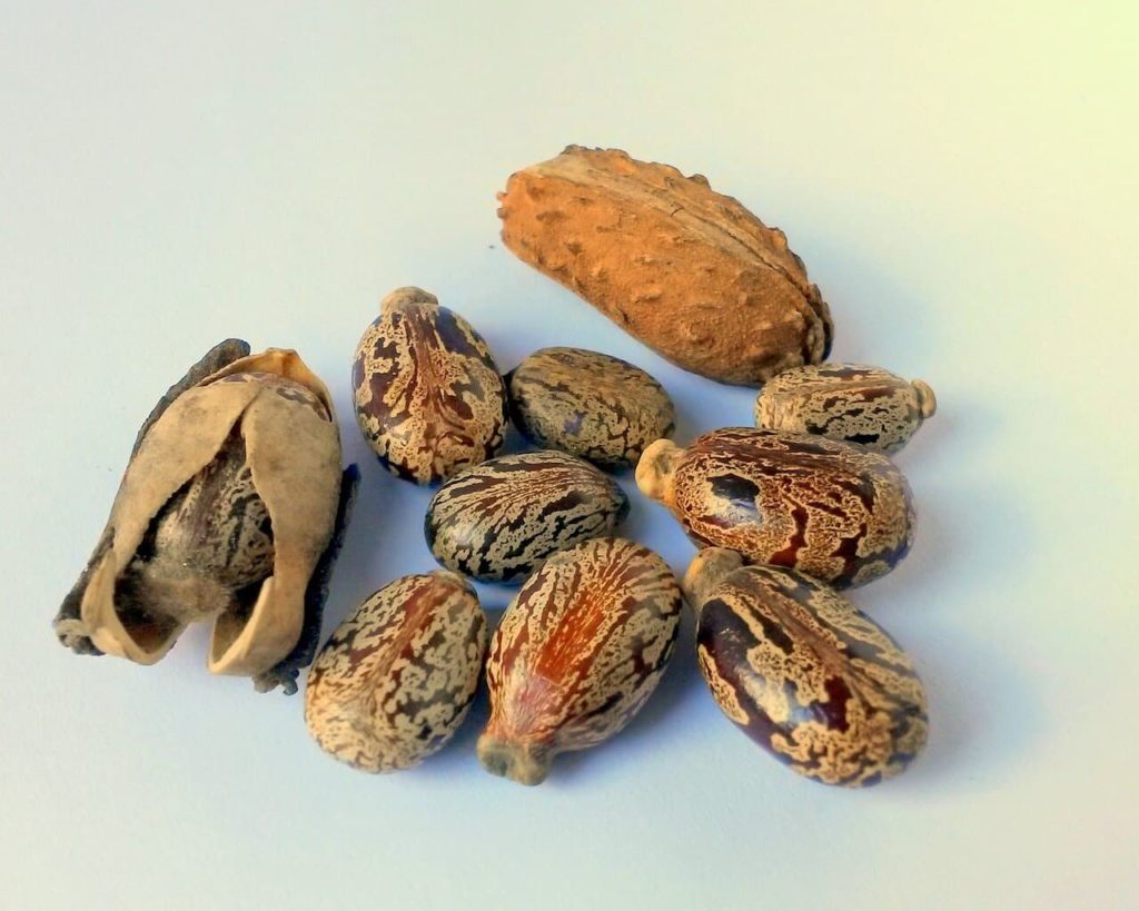 poisonous castor beans