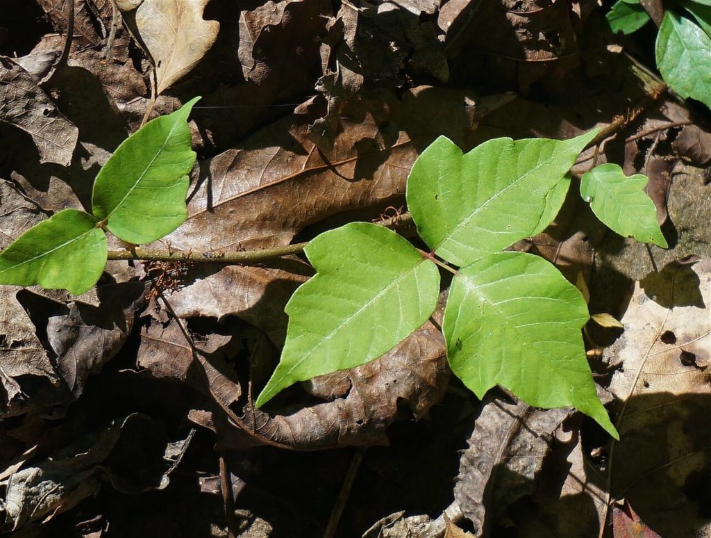 poisonous poison ivy leaves
