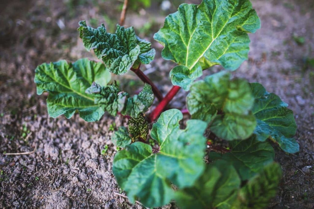 poisonous rhubarb leaves