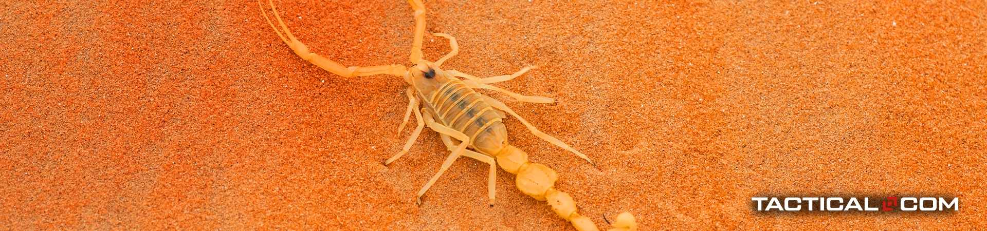 a desert scorpion