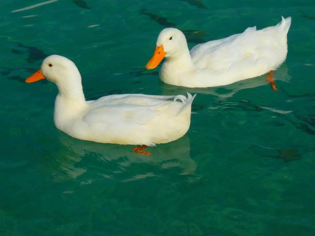 two ducks wading in the water