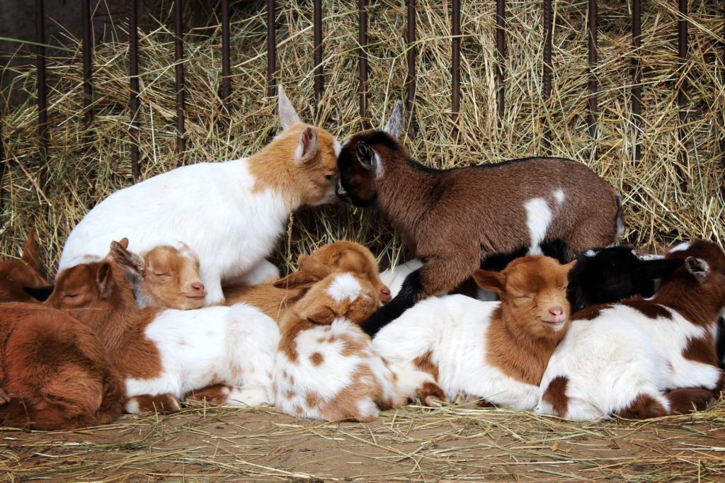a herd of goats in a barn