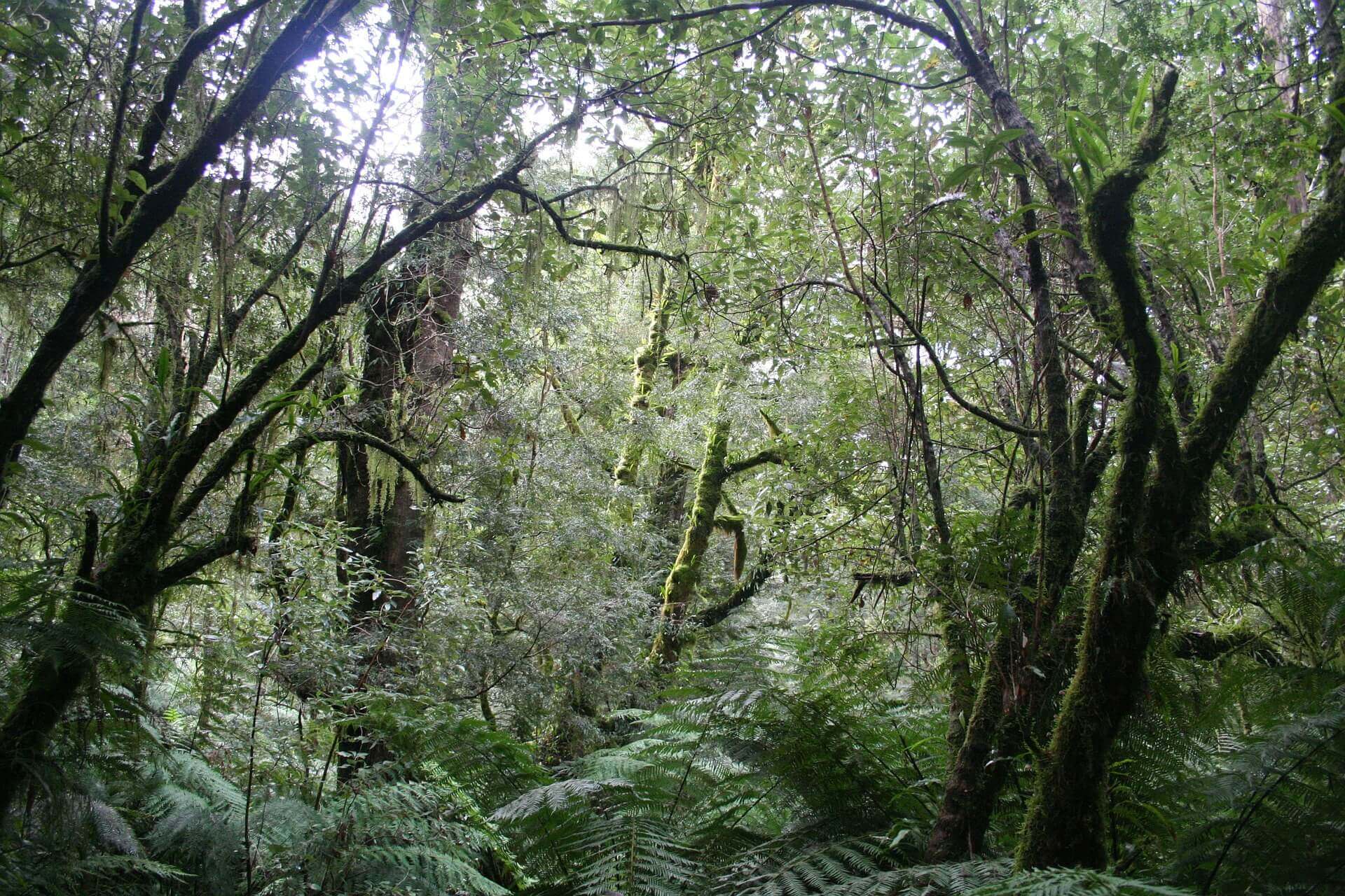 How To Survive Tropical Rainforests