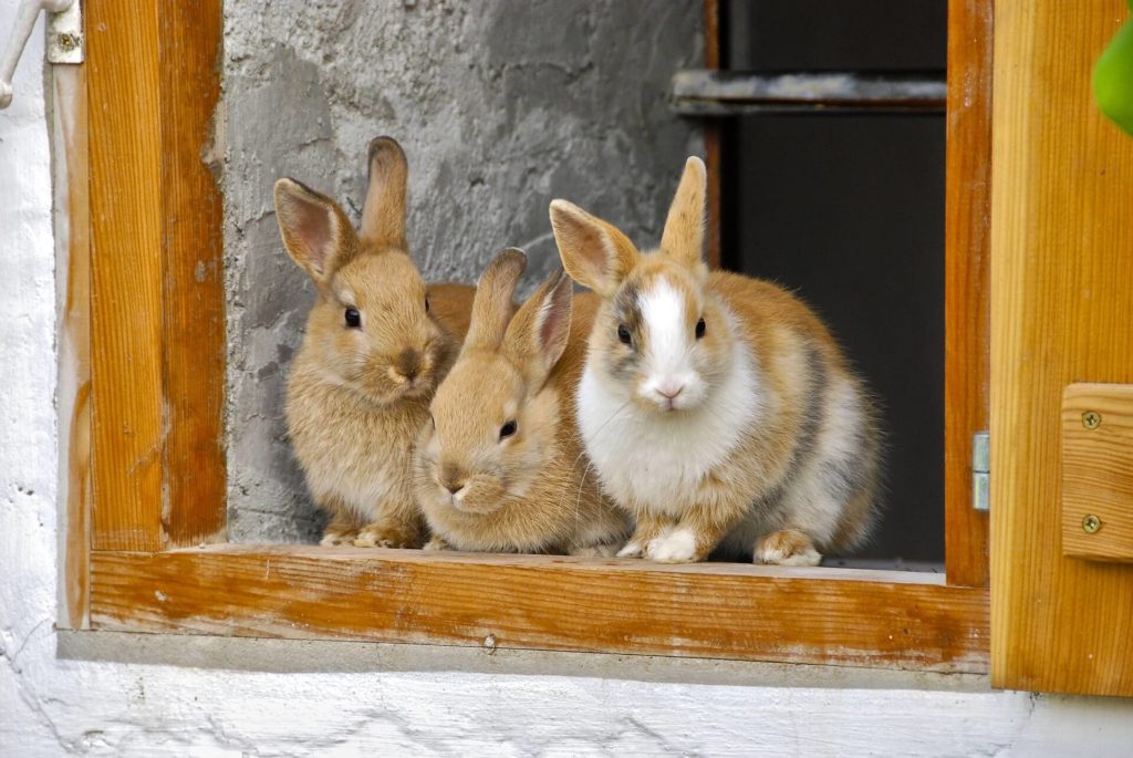 three rabbits