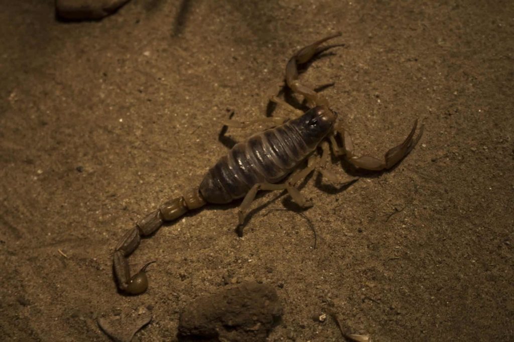 a scorpion in the ground