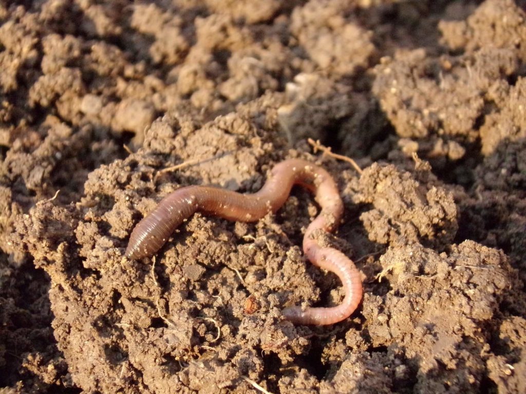 earthworm in dirt