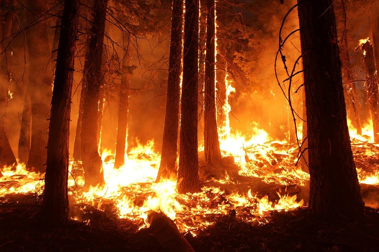Can You Survive A Wildfire?