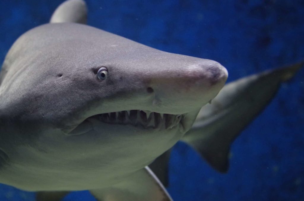 great white shark closeup