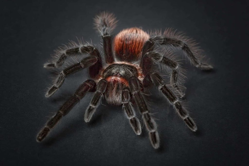 a giant tarantula