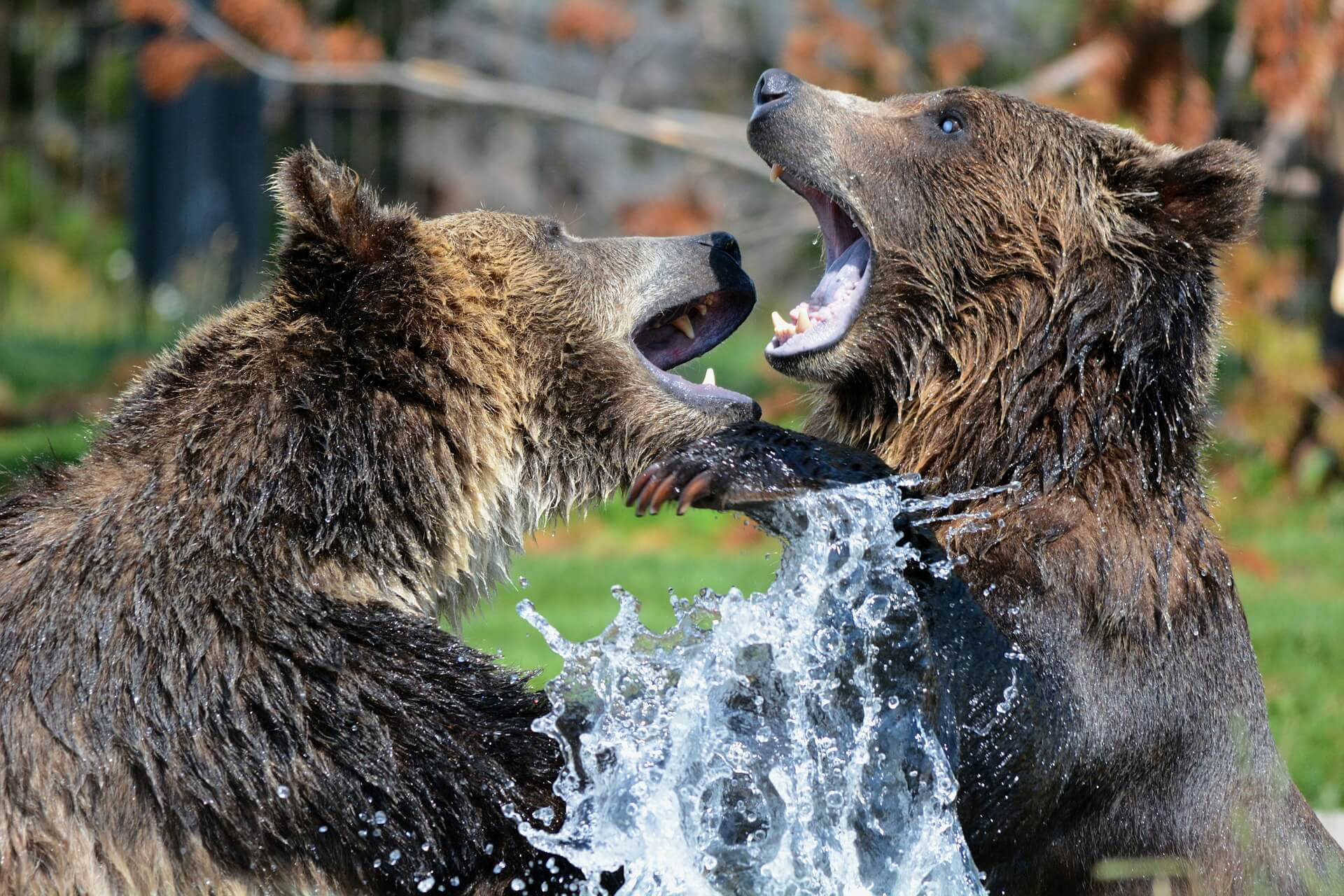 How To Survive Wild Animal Attacks How To Survive Wild Animal Attacks