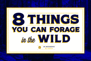 8 Things you can forage in the wild Thumbnail
