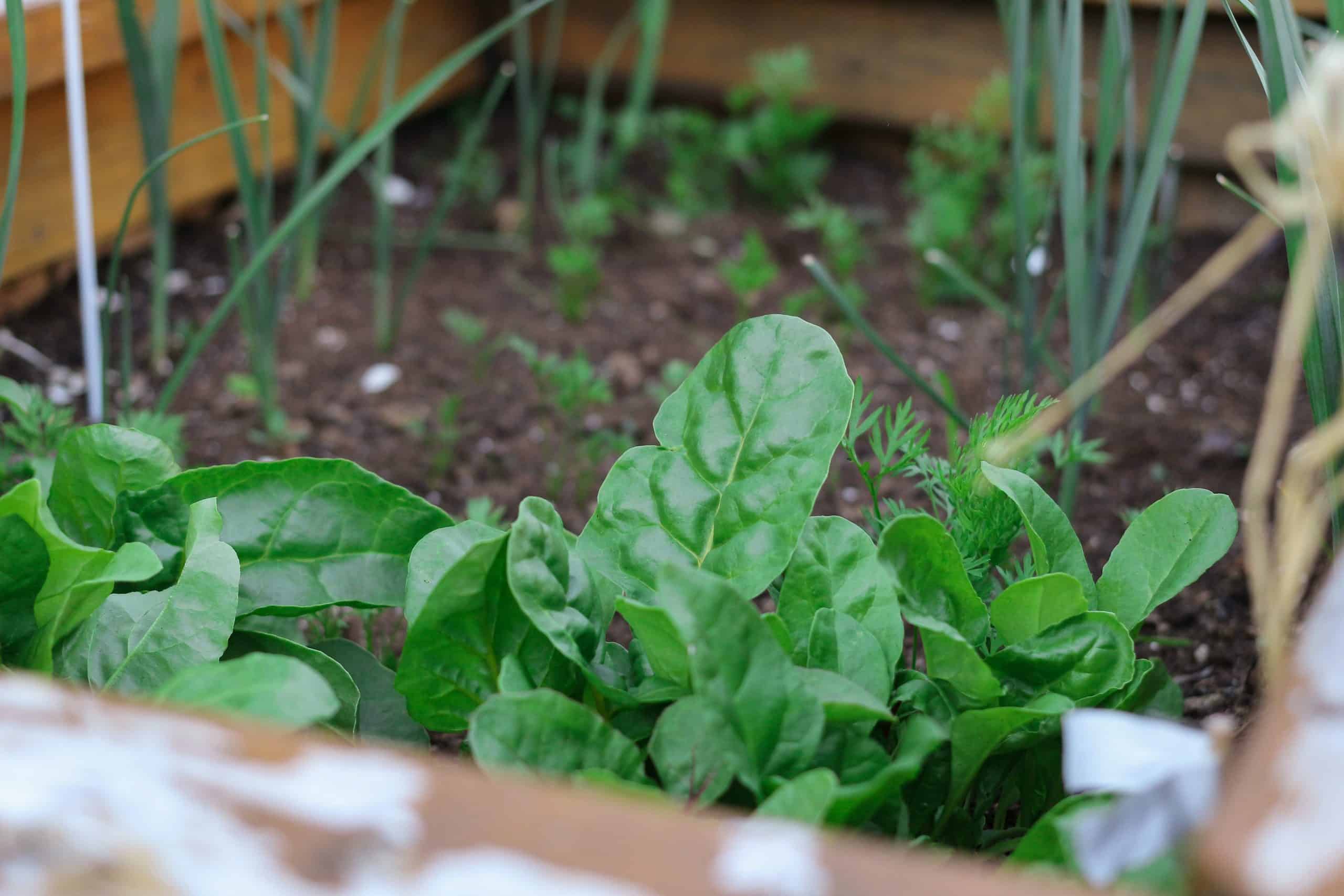 13 Best Plants for Your Urban Garden