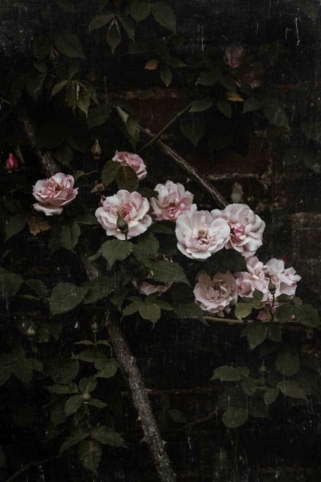 a bunch of roses