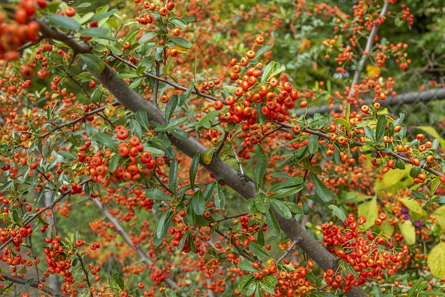 firethorn