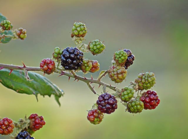 a branch with blackberries