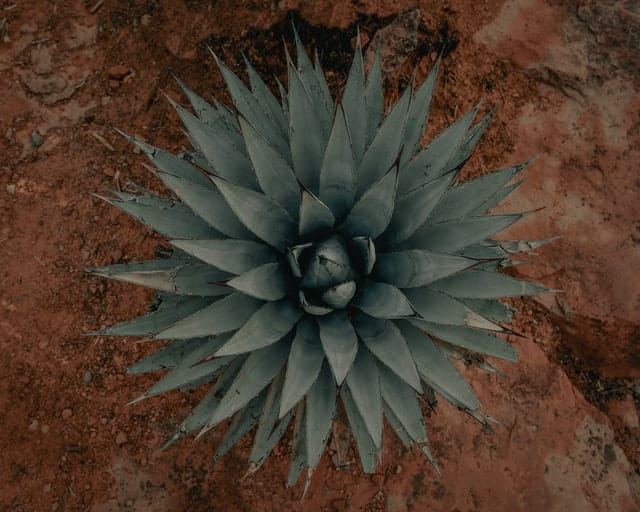 century plant