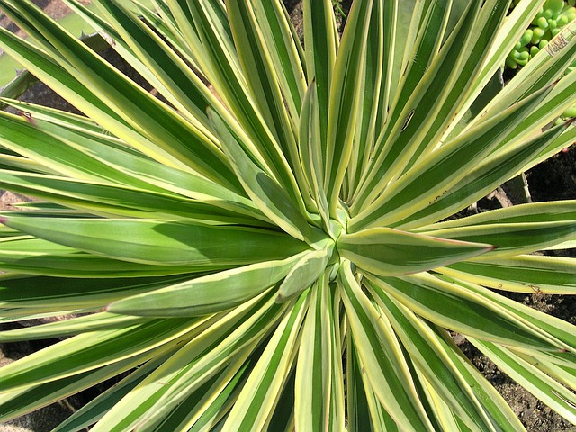 Spanish bayonet