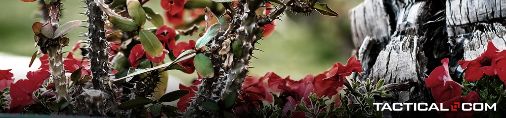 thorny roses make good defensive plants