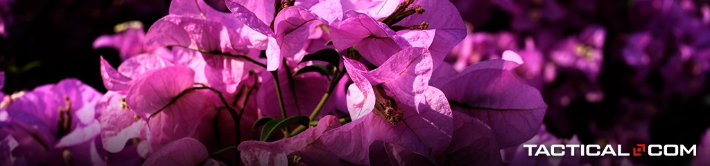purple bougainvillea flowers