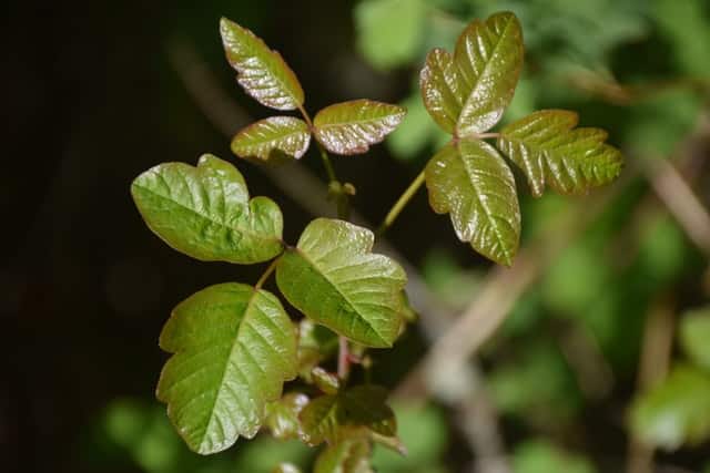 a set of leaves