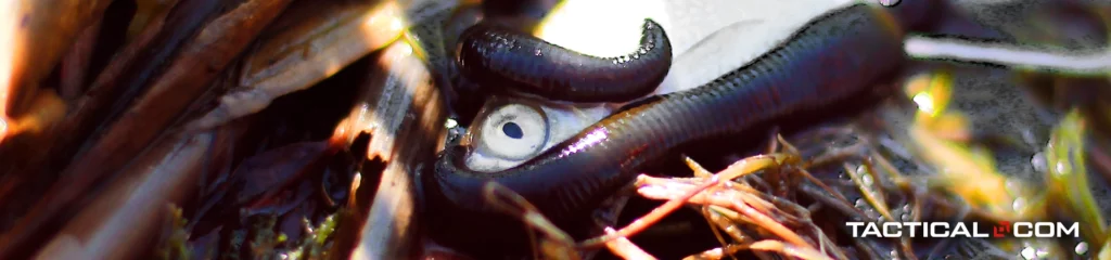 a worm wrapping its body around an animal