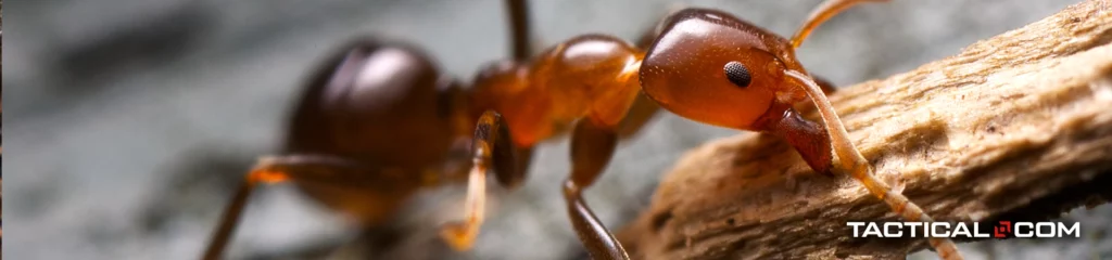 a close up shot of an ant