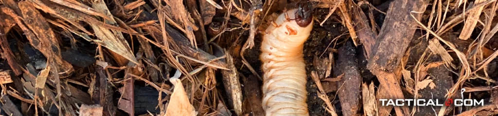 grub blending in with pieces of wood